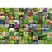 1000 99 растений и специй, арт.15991
